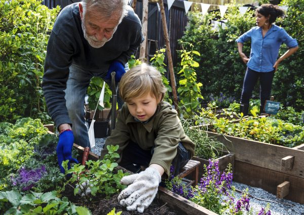 Grandparent gardening with grandchild