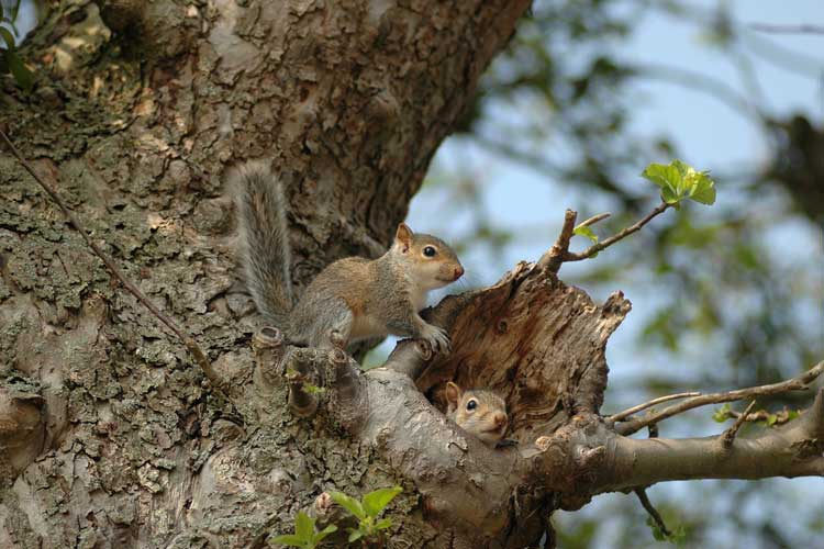 Squirrel Nest in tree